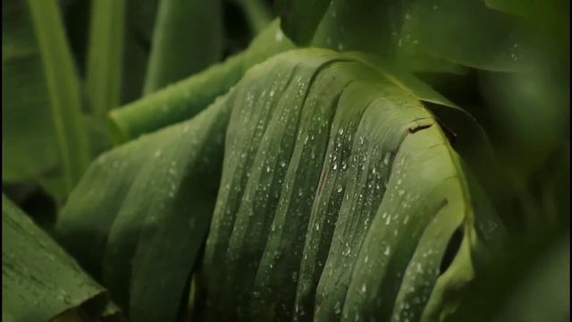 ДОЖДЬ В САДУ. ПРОЛИВНОЙ ДОЖДЬ ДЛЯ СНА И ОТДЫХА. смотреть онлайн