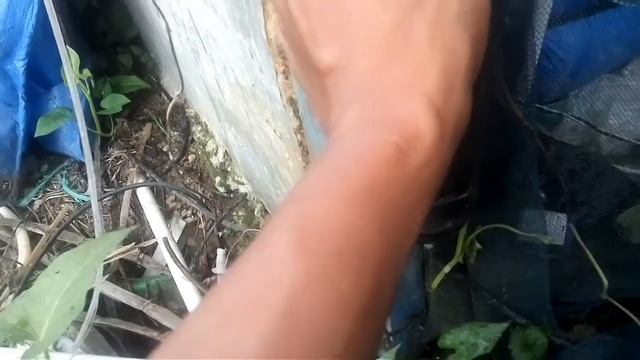 Cara jitu mengairi tanaman dengan limbah Septik Tank смотреть онлайн