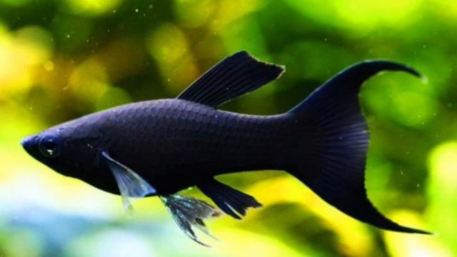 Моллинезии виды смотреть онлайн