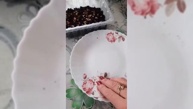 Вырашивание голубой ели в домашних условиях. смотреть онлайн