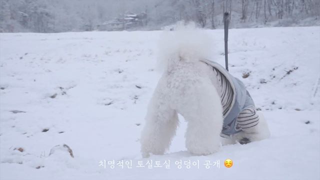 ENG) Vlog 🍛오므라이스 만들기 / 아이패드 그림 그리기 / 비숑 강아지 첫눈 산책☃️🐾 하는 일상브이로그