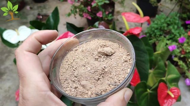 Apenas 1 copinho faz antúrio explodir de tantas flores (Sabia disso?) смотреть онлайн