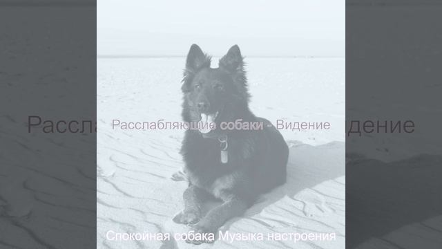 Моменты (Спокойные собаки) смотреть онлайн