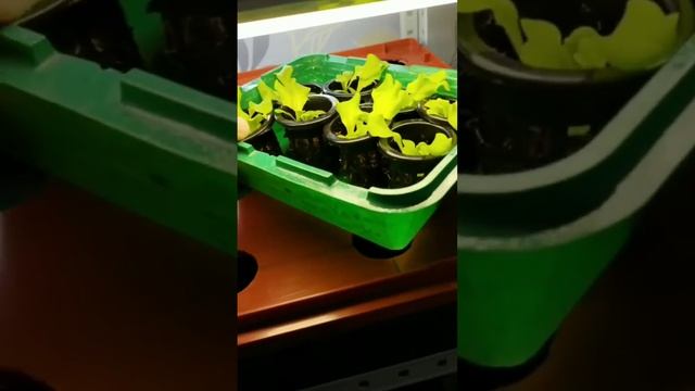 Влияние света на рост салата "Афицион" смотреть онлайн