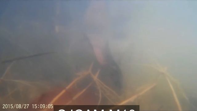 Testing under the Lake - SJCAM M10 Waterproof Sport Action Camera смотреть онлайн
