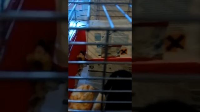 Мои морским свинки *зюзя*сурик* смотреть онлайн
