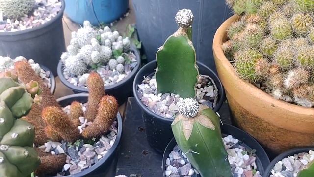 Resultado da micro enxertia de um Astro asterias super-kabuto premiado com vários botões florais смотреть онлайн