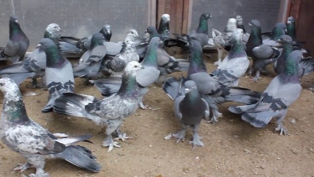 Baki Goyercinleri Бакинские Голуби Baku Pigeons Ruslan_Sahin 2022 смотреть онлайн