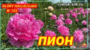 Пион Glory Hallelujah. Цветение 2022 года / Сад Ворошиловой