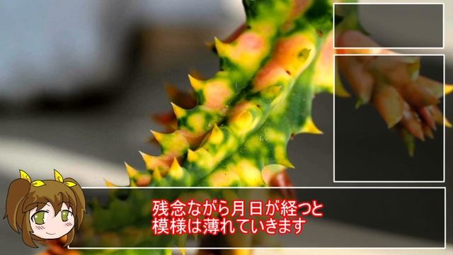 魅惑の多肉植物　フェルニア　ゆるふわ植物日記４【ヤサシイエンゲイ】 смотреть онлайн