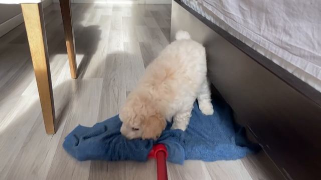 Тоб не даёт мыть полы смотреть онлайн