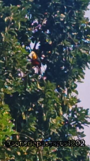 SENSACIONAL! SOM DE TUCANO DE BICO VERDE. смотреть онлайн