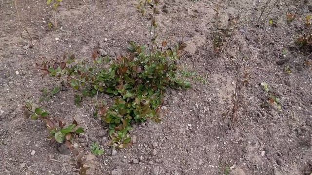 ОМОЛАЖИВАЮЩАЯ СТРИЖКА КИЗИЛЬНИКА БЛЕСТЯЩЕГО.