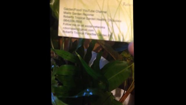 Plants From Robert смотреть онлайн