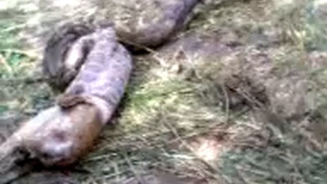 Kirkiya chaild video смотреть онлайн