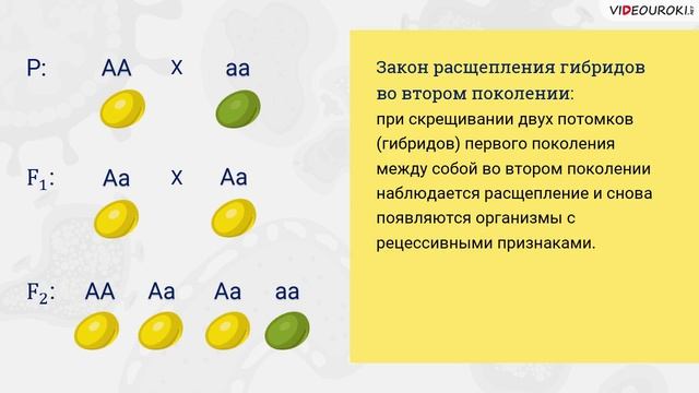 24. Законы Менделя. Моногибрид. скрещ-е. Дигибрид. скрещ-е смотреть онлайн