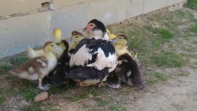 КОГДА МОЖНО ДОВАТЬ МЕШЕНКУ УТЯТАМ?))//ИНДОУТЯТА С УТКОЙ))