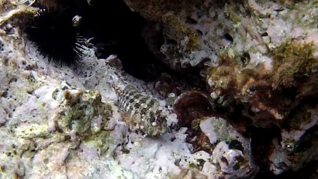 Blennie gattorugine смотреть онлайн