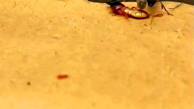 Giant Ants and Termites Engage in a Fierce Fight! смотреть онлайн