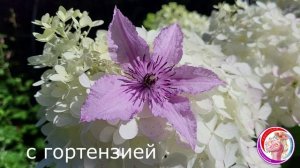 КЛЕМАТИС  Хегли Хибрид. Описание сорта. Каталог в ватсап 89193271772