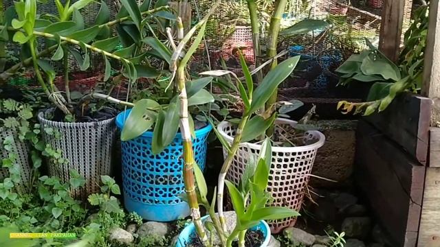 Anggrek Dendrobium Caesar смотреть онлайн