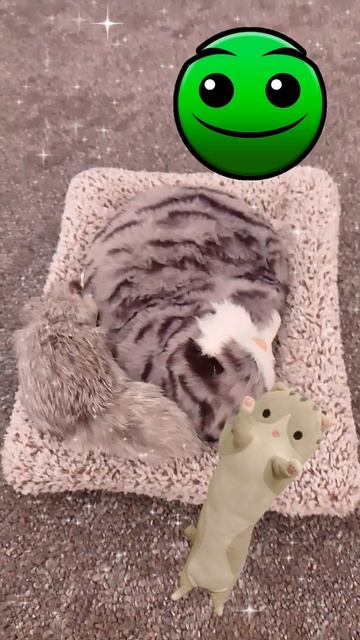 Манулчики лежат смотреть онлайн