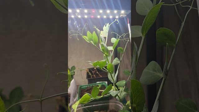 Огород на стелладе! У меня растёт даже комнатный горох🌿 смотреть онлайн