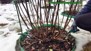 2025г.- весенняя✂️ОБРЕЗКА Гортензии ✂️
📣в моём саду📣
#наташинИсерёжинСАД