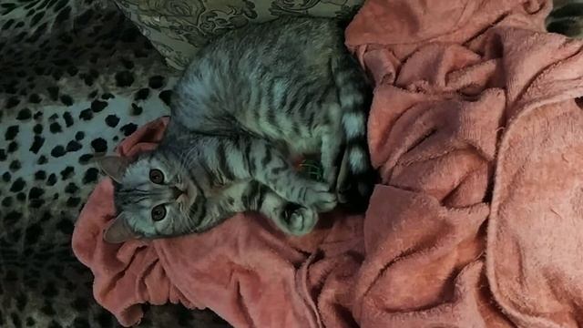 Игры кошки смотреть онлайн