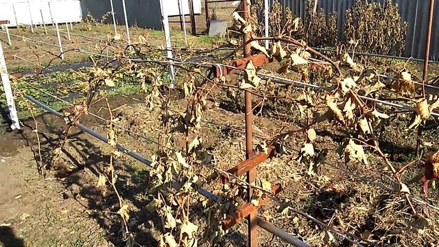 Влагозарядковый полив. Когда и сколько?! смотреть онлайн