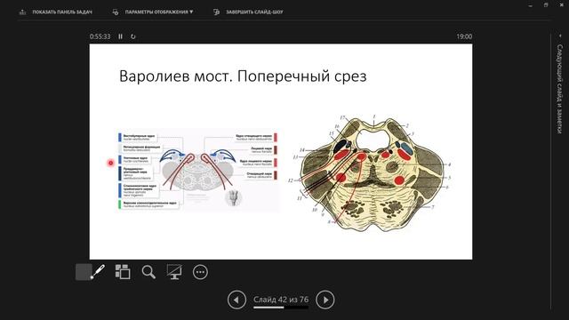 8 Ствол мозга