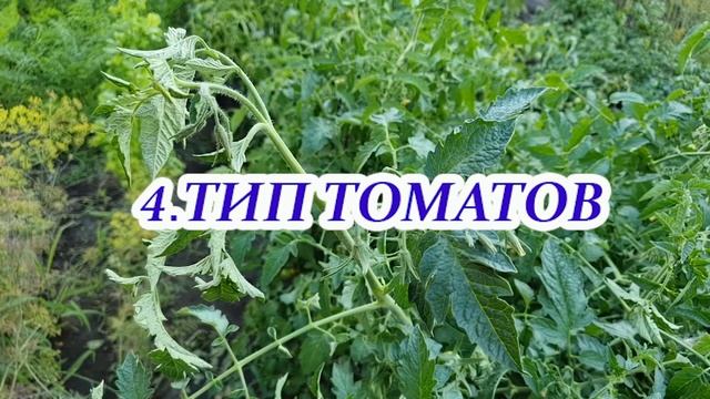 Как правильно выбирать сорта (гибриды) томатов, которые в ваших условиях дадут максимальный урожай смотреть онлайн