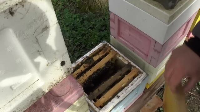 Bienen Miniplus Frühjahrsdurchsicht смотреть онлайн