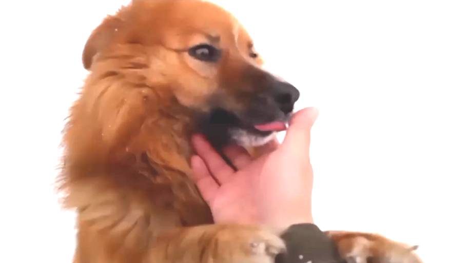 Шарик смотреть онлайн