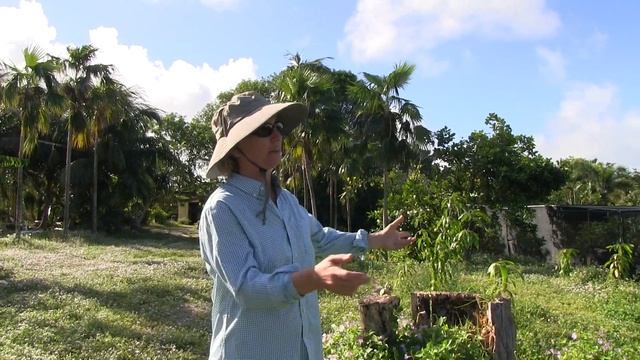 A New Place for MORE Mango Trees! смотреть онлайн