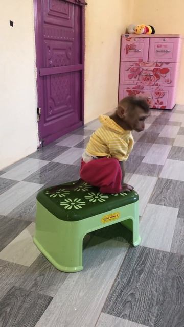 Very Agresive Baby Jessa So Cute Wait On Table #babymonkey смотреть онлайн