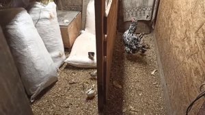 Техасский перепел. Перепёлкам 10 дней. Вес. Корма.