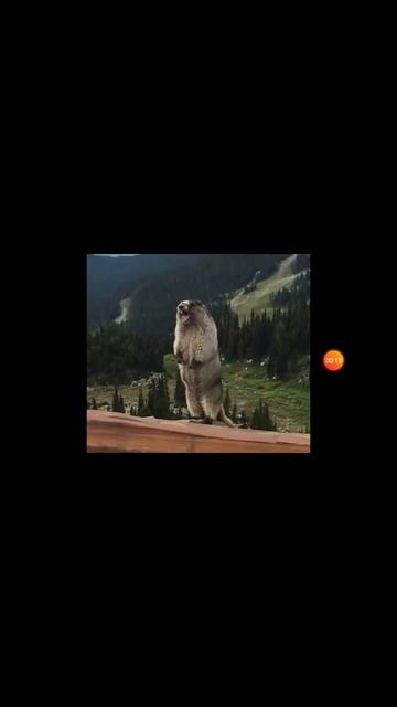 Суслик кричит!