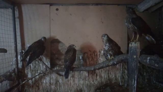 Яна и другие Канюки 15 12 19 г смотреть онлайн