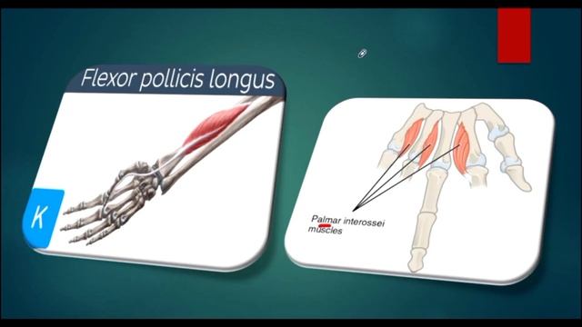 Skeletal muscles | Lecture 6 | General Anatomy | Foundation module |Ppt| Adham saleh | Med robot | смотреть онлайн
