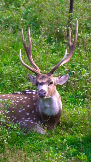 I saw this animal during a safari #shorts #wildlife смотреть онлайн