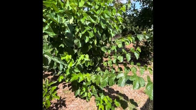 Пакистанская шелковица во Флориде смотреть онлайн