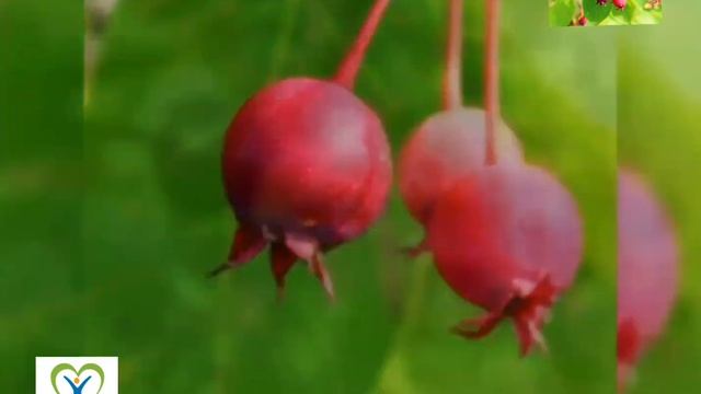 Amélanchier du Canada (Amelanchier canadensis) : [À la loupe] depuis ses Origines jusqu'à ses 6 Vér смотреть онлайн