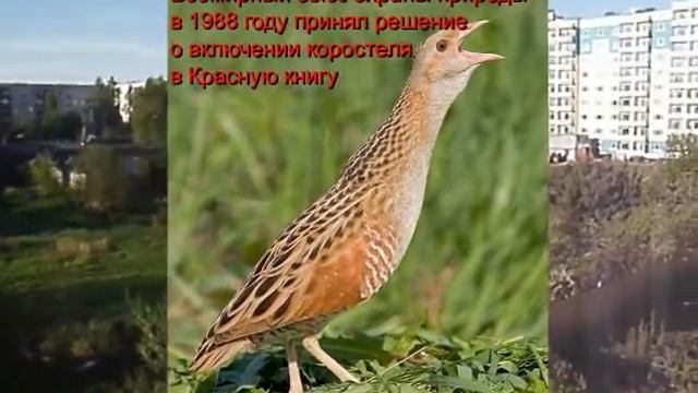 Коростель кричит под окнами дома! смотреть онлайн