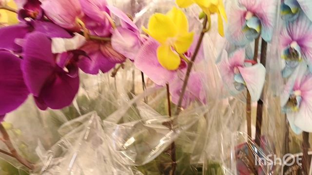 Обзор цветов в О'Кее(06.03.25) смотреть онлайн