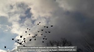 Голуби Горб Сергея, вылет из голубятни.