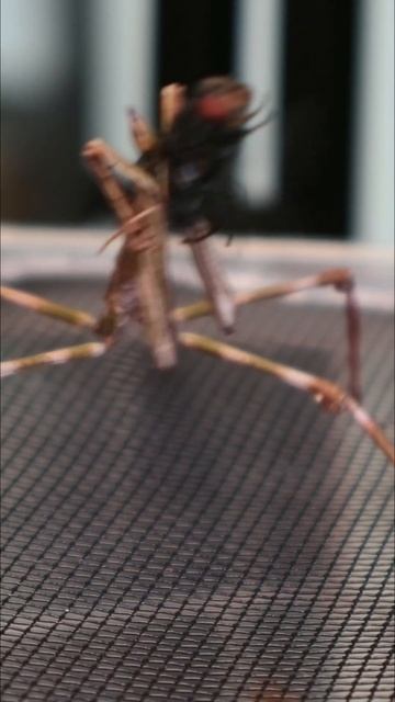 Cat eyed mantis Heterochaeta orientalis catches a fly #shorts #ytshort смотреть онлайн