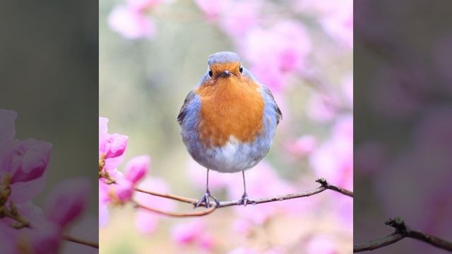 Звук утреннего пения птиц в деревне смотреть онлайн