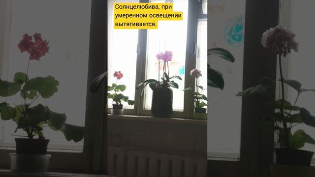 Пеларгония (герань домашняя) смотреть онлайн