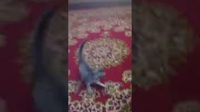 Кошка играется смотреть онлайн